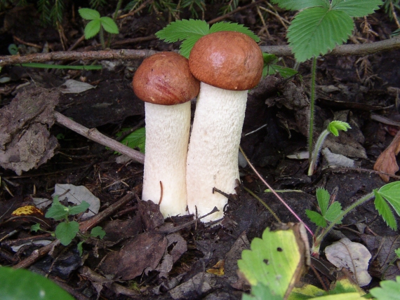 kozák osikový Leccinum albostipitatum den Bakker & Noordel.