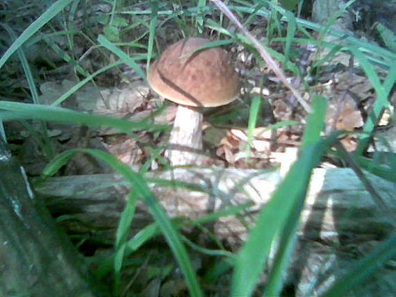 kozák hrabový Leccinum pseudoscabrum (Kallenb.) Šutara