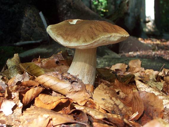 hríb dubový Boletus reticulatus Schaeff.