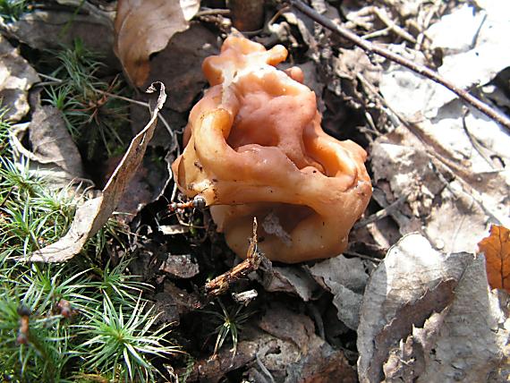 ušiak obrovský Gyromitra gigas (Krombh.) Cooke