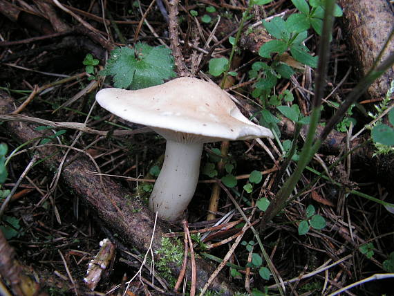 čírovnica májová Calocybe gambosa (Fr.) Donk