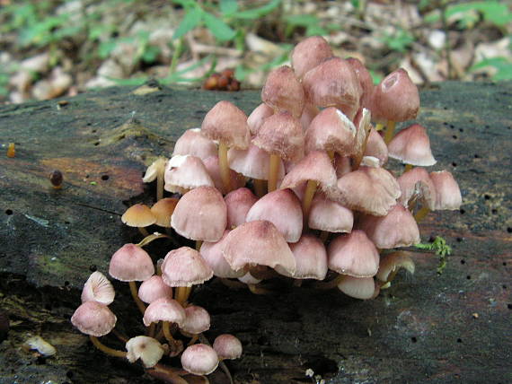 prilbička žltohlúbiková Mycena renati Quél.