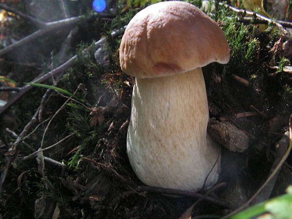 hríb smrekový Boletus edulis Bull.