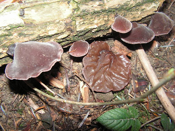 uchovec bazový Auricularia auricula-judae (Bull.) Quél.