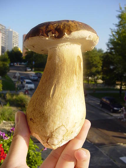 hríb Boletus sp.