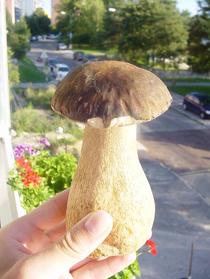 dubak Boletus sp.