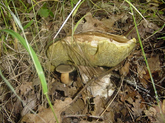 dubaky Boletus sp.