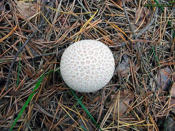 prašnica Lycoperdon sp.