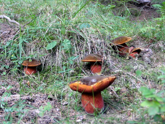 hríb zrnitohlúbikový Sutorius luridiformis (Rostk.) G. Wu & Zhu L. Yang