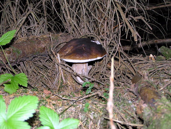 hríb smrekový Boletus edulis Bull.