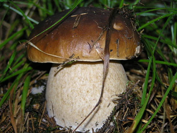 hríb smrekový Boletus edulis Bull.