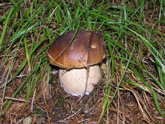 hríb smrekový Boletus edulis Bull.