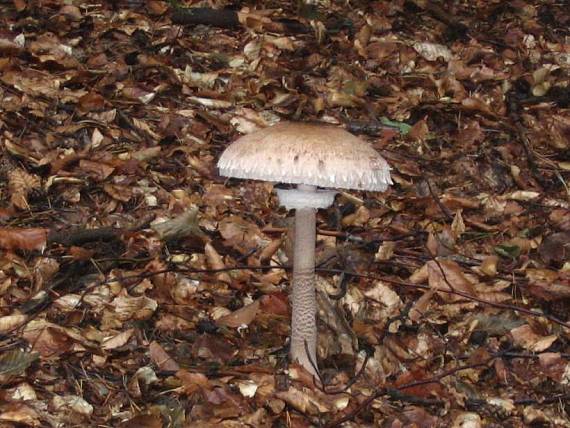 bedľa vysoká Macrolepiota procera (Scop.) Singer