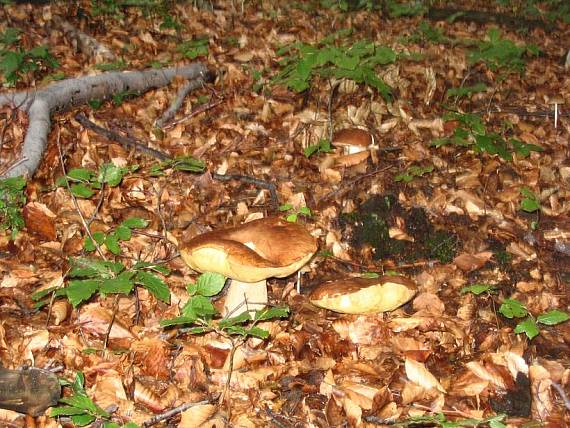 hríb dubový Boletus reticulatus Schaeff.