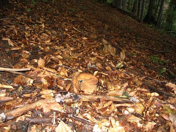 hríb dubový Boletus reticulatus Schaeff.