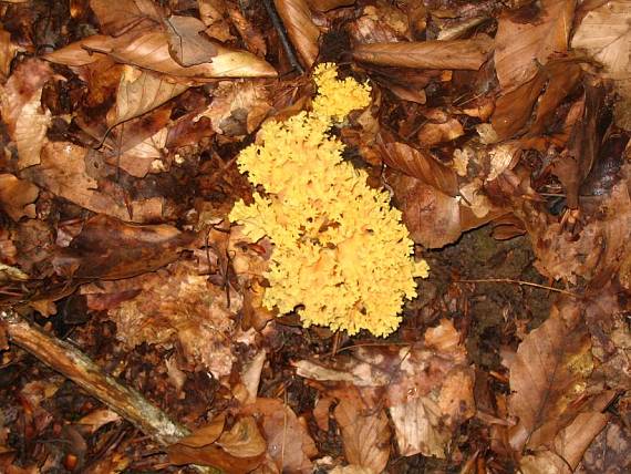 strapačka zlatožltá Ramaria aurea (Schaeff.) Quél.