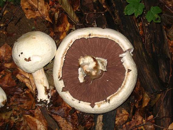 pečiarka Agaricus sp.