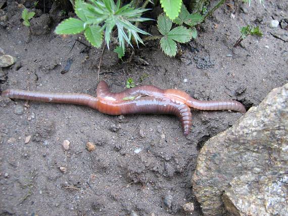 dážďovky v máji Lumbricus terrestris