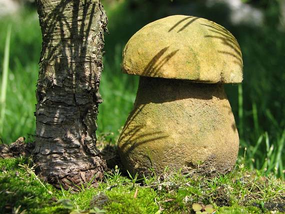 grzyb polystyrenowy Boletus polystyrenus