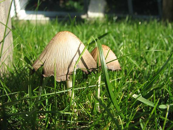 hnojník okrový Coprinellus domesticus (Bolton) Vilgalys, Hopple & Jacq. Johnson