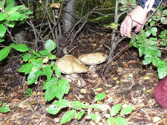 kozak Leccinum sp.