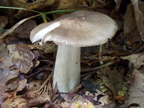 povraznica širokolupeňová Megacollybia platyphylla (Pers.) Kotl. & Pouzar