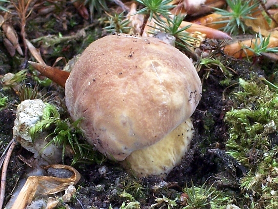 hríb sosnový Boletus pinophilus Pil. et Dermek in Pil.