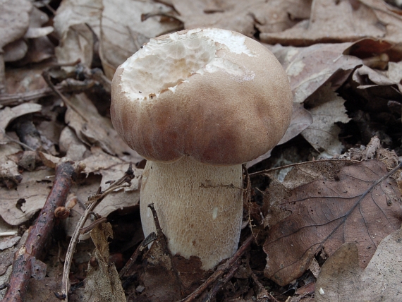 hríb dubový Boletus reticulatus Schaeff.