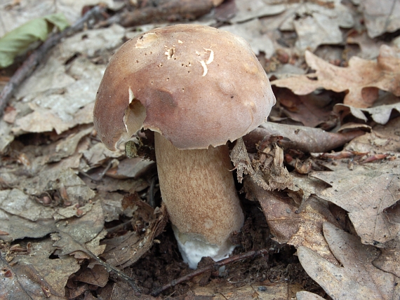 hríb dubový Boletus reticulatus Schaeff.