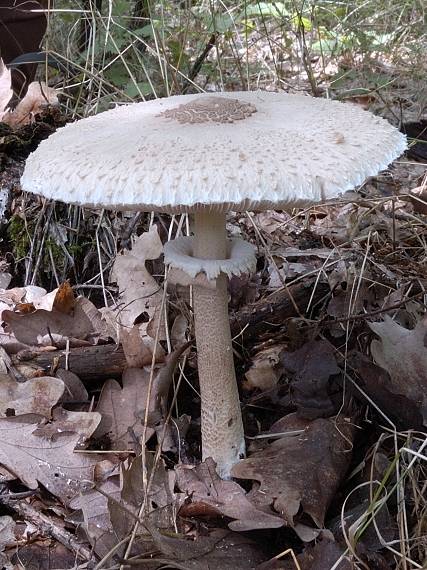 bedľa vysoká Macrolepiota procera (Scop.) Singer