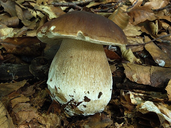 hríb smrekový Boletus edulis Bull.