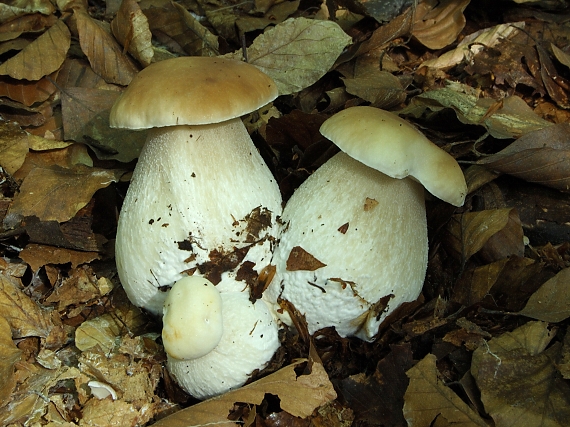 hríb smrekový Boletus edulis Bull.