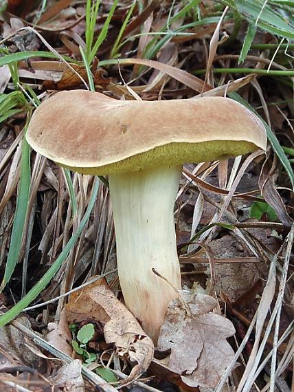 suchohríb plstnatý Boletus subtomentosus L.