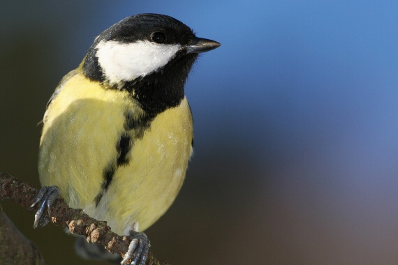 sýkorka bielolíca Parus major