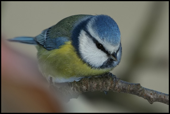 sýkorka belasá Parus caeruleus