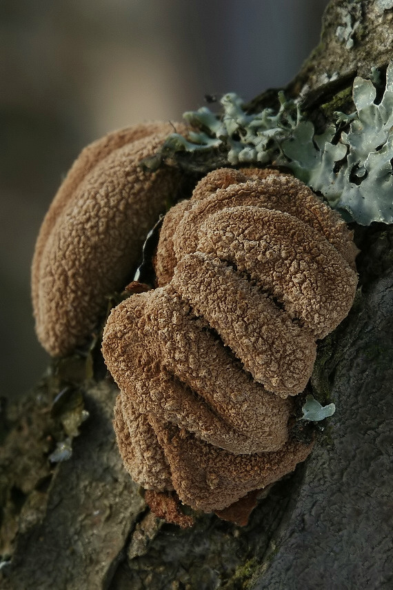 dutinovka otrubnatá Encoelia furfuracea (Roth) P. Karst.