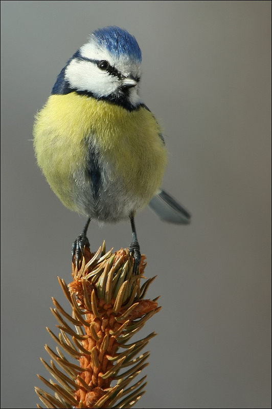 sýkorka belasá Parus caeruleus