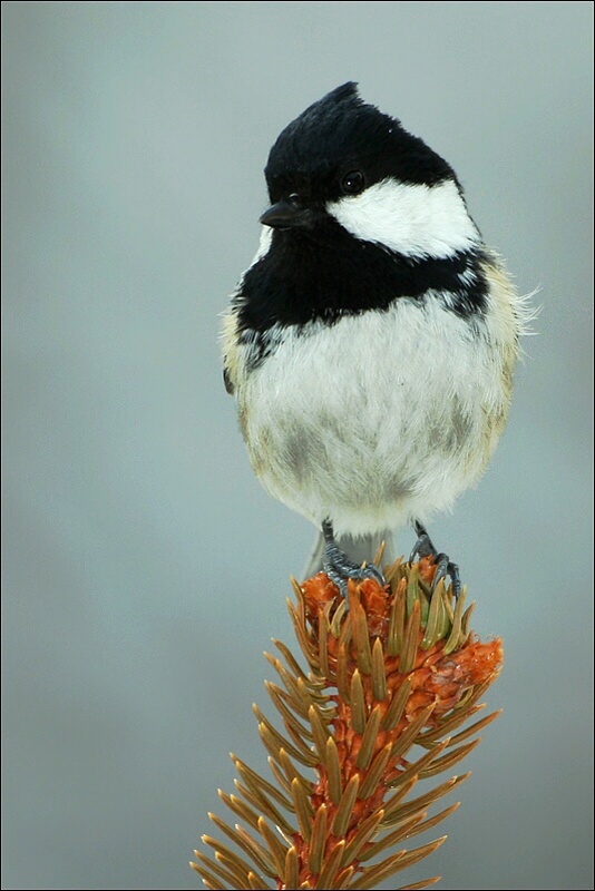 sýkorka uhliarka Parus ater