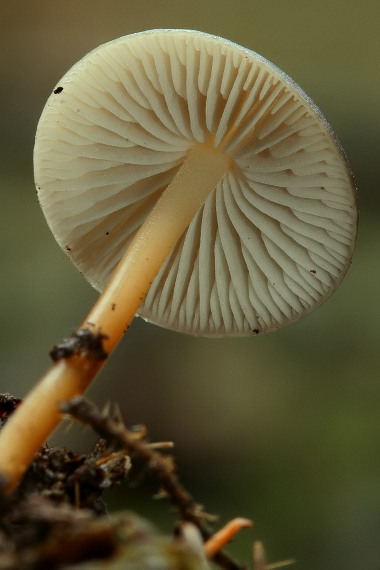 peniazočka smreková Strobilurus esculentus (Wulfen) Singer