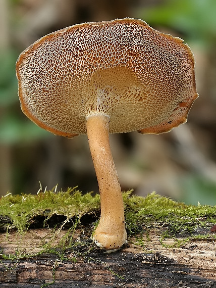 trúdnik zimný Lentinus brumalis (Pers.) Zmitr.