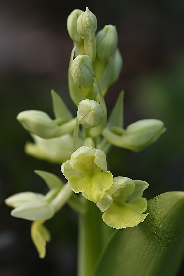 vstavač bledý Orchis pallens L.