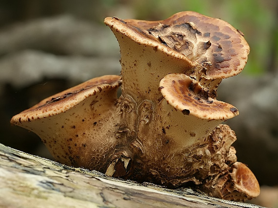 trúdnik šupinatý Cerioporus squamosus (Huds.) Quél.