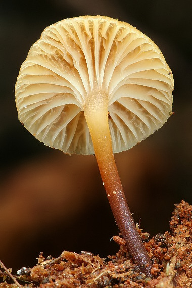 tanečnička zvončekovitá Xeromphalina campanella (Batsch) Maire