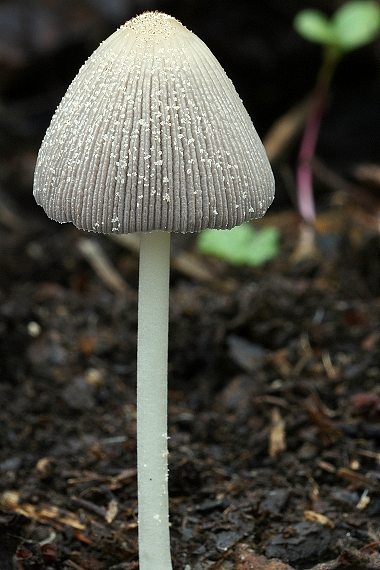 hnojník Coprinus sp.