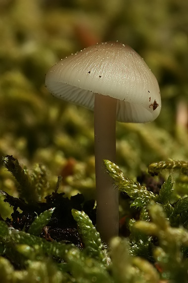 prilbička Mycena sp.