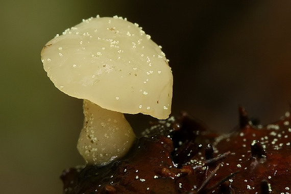 vodnička obyčajná Cudoniella clavus (Alb. & Schwein.) Dennis