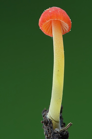 prilbička ihličková Mycena acicula (Schaeff.) P. Kumm.