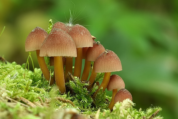 prilbička žltohlúbiková Mycena renati Quél.