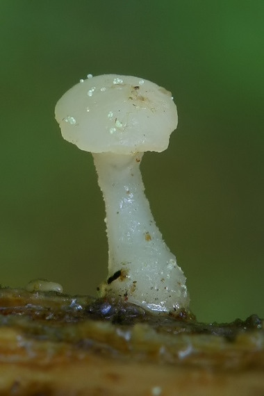 vodnička obyčajná Cudoniella clavus (Alb. & Schwein.) Dennis