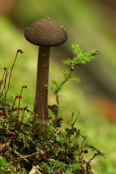 prilbička Mycena sp.